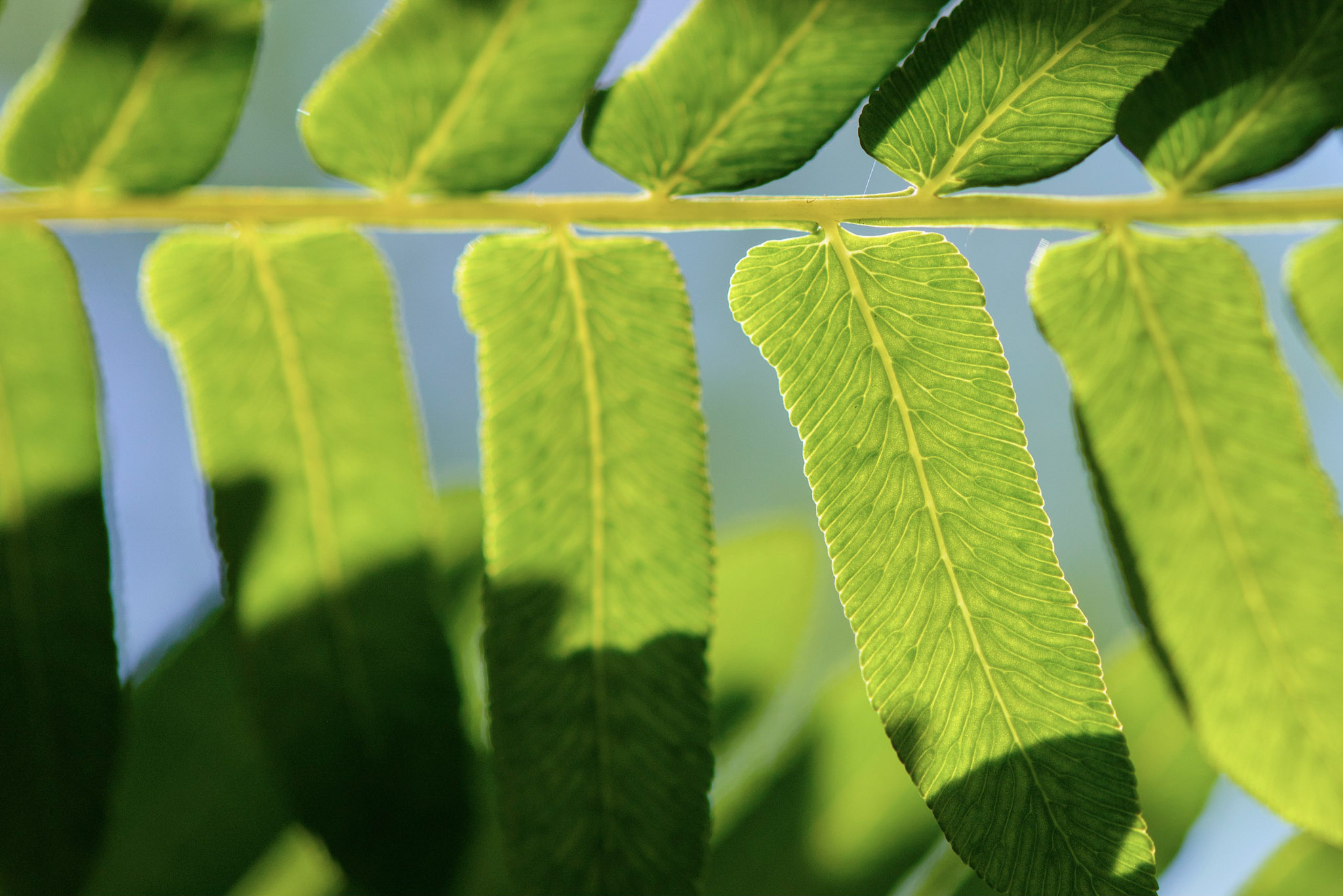 Nikon 105mm Micro Lens sample image from High Beeches