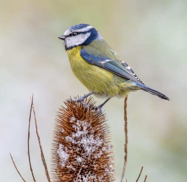 Woodland Birds Wildlife Photography Workshop: 1/2 Day