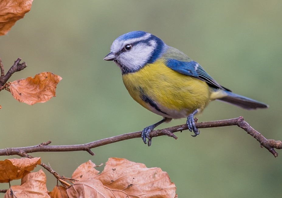 Blue Tit at Millers Wood