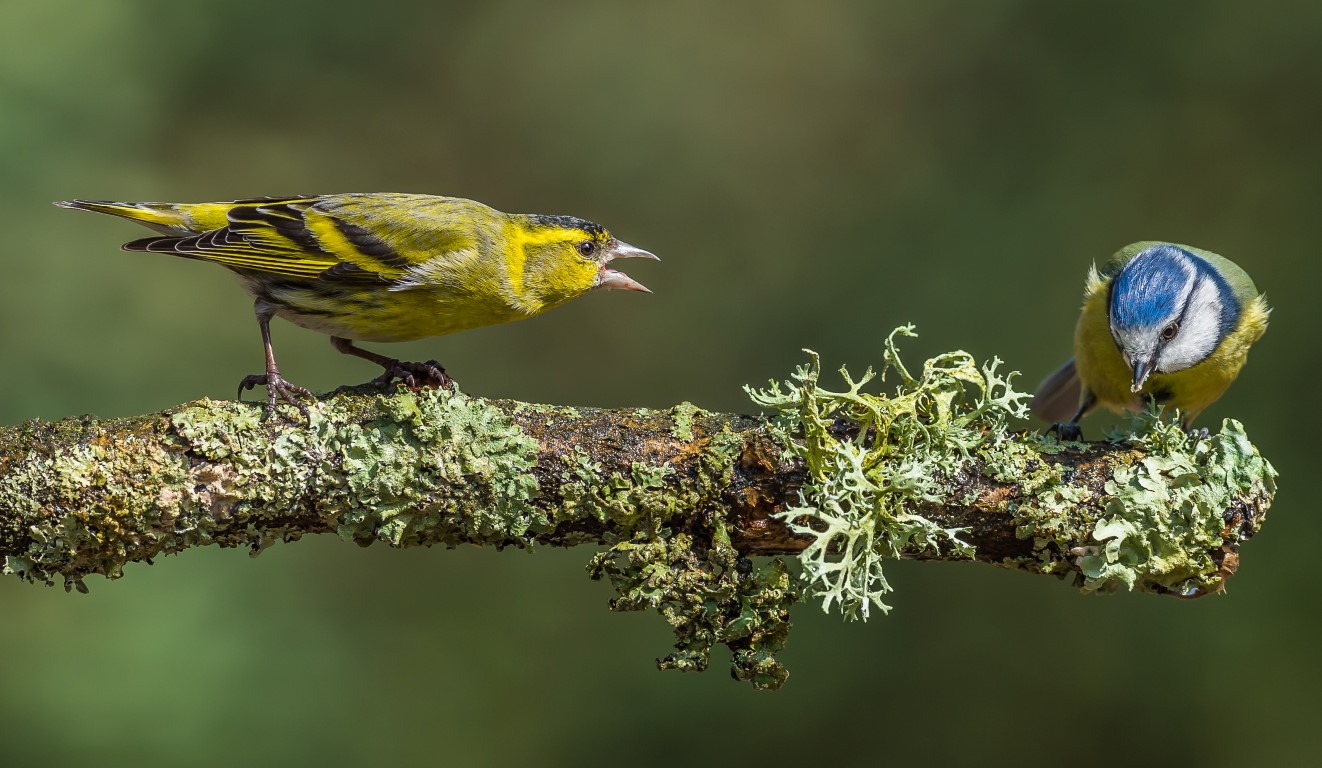 Siskin at Millers Wood