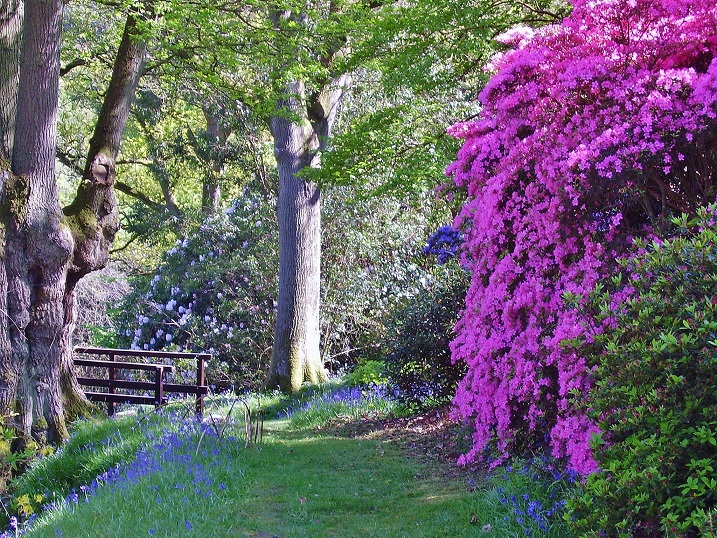 High Beeches Woodland and Water Garden