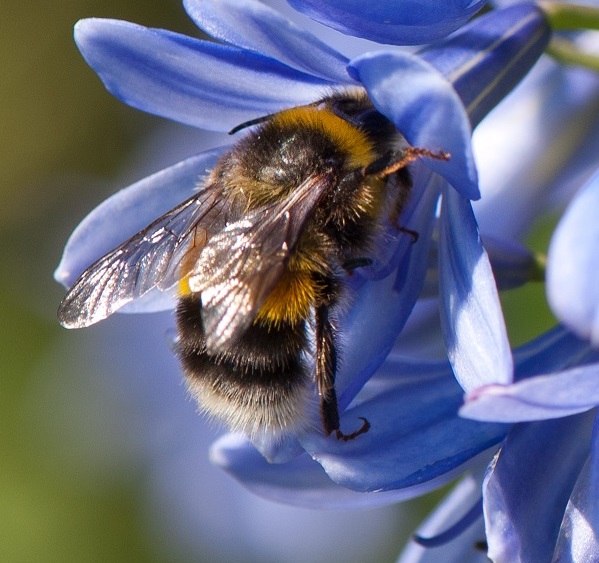 Garden Macro Photography Workshop - High Beeches