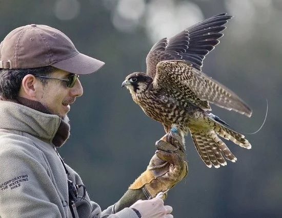 Birds of Prey Photography Workshop