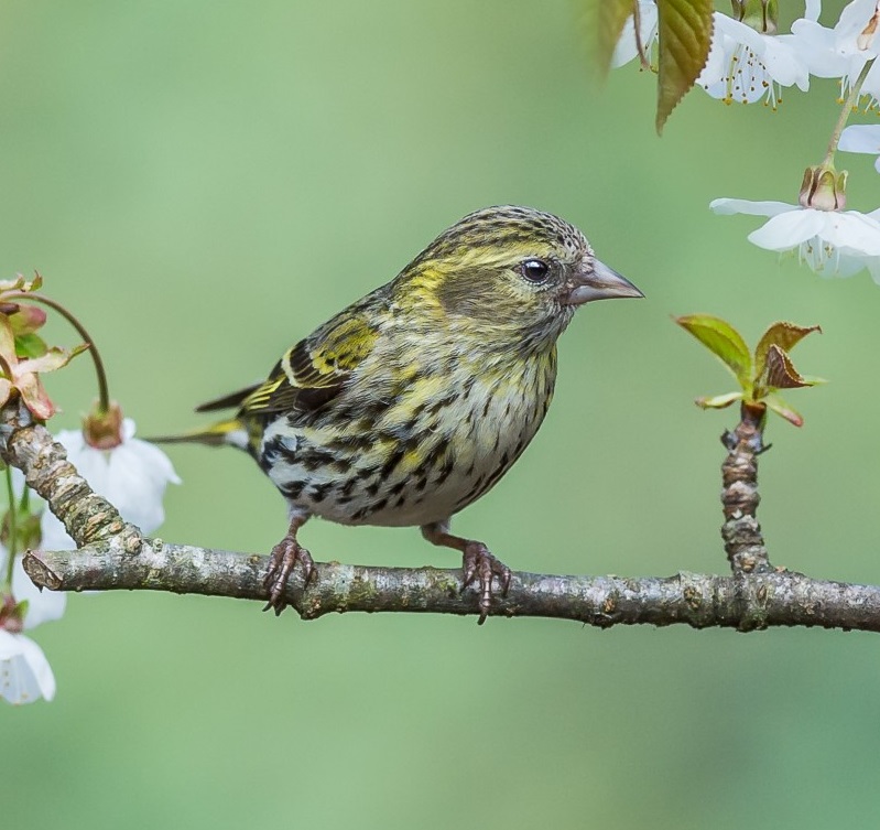 1-2-1 Wildlife Photography Tuition at Millers Wood