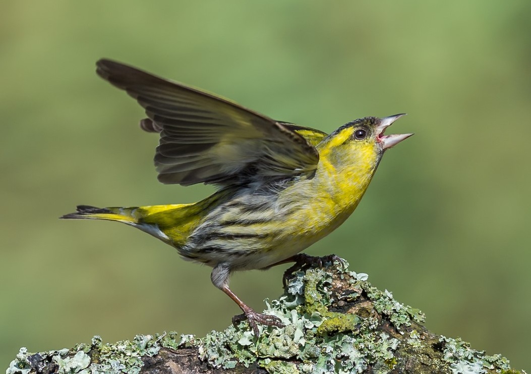 Siskin on lichen at Millers Wood