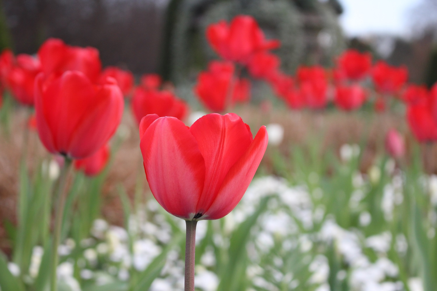 Learn how to create a shallow depth of field