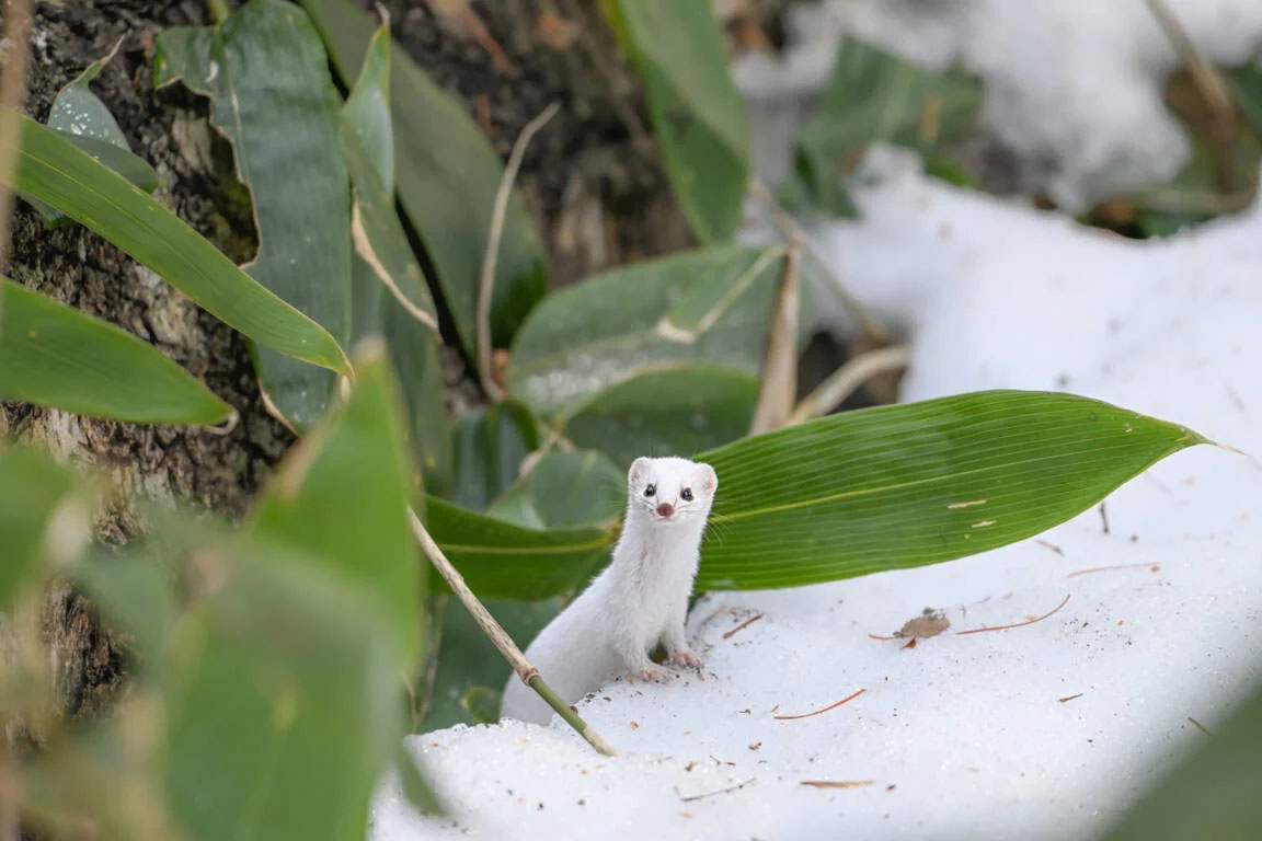 Nikon Z 180-600mm f5.6/6.3 VR Lens sample image